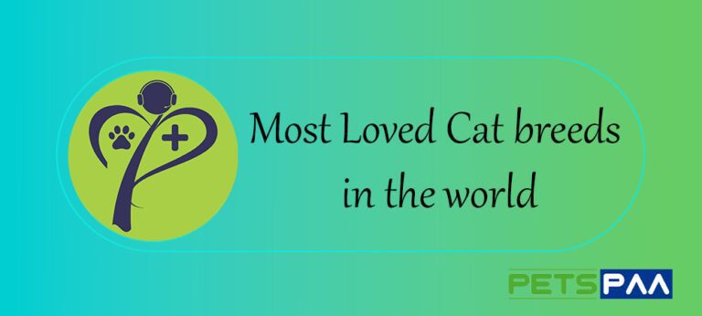 The Most Loved Cat Breeds In The World PetsPaa