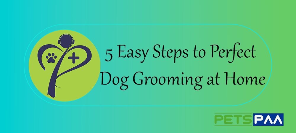 5 Easy Steps to Perfect Dog Grooming at Home