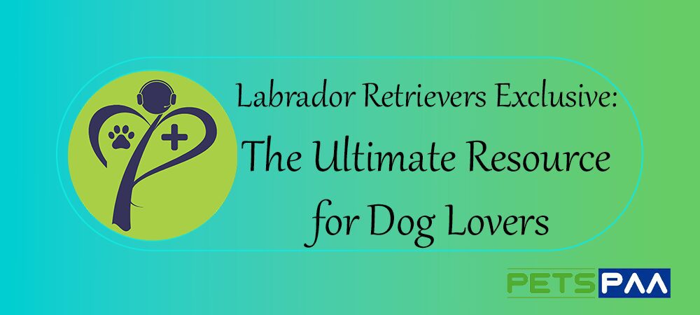 Labrador Retrievers Exclusive: The Ultimate Resource for Dog Lovers