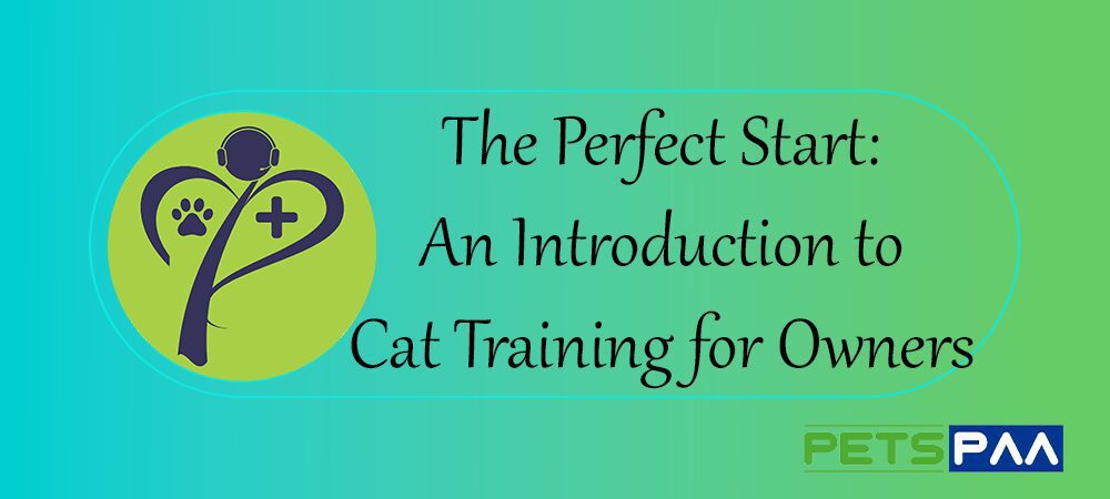 The Perfect Start: An Introduction to Cat Training for Owners