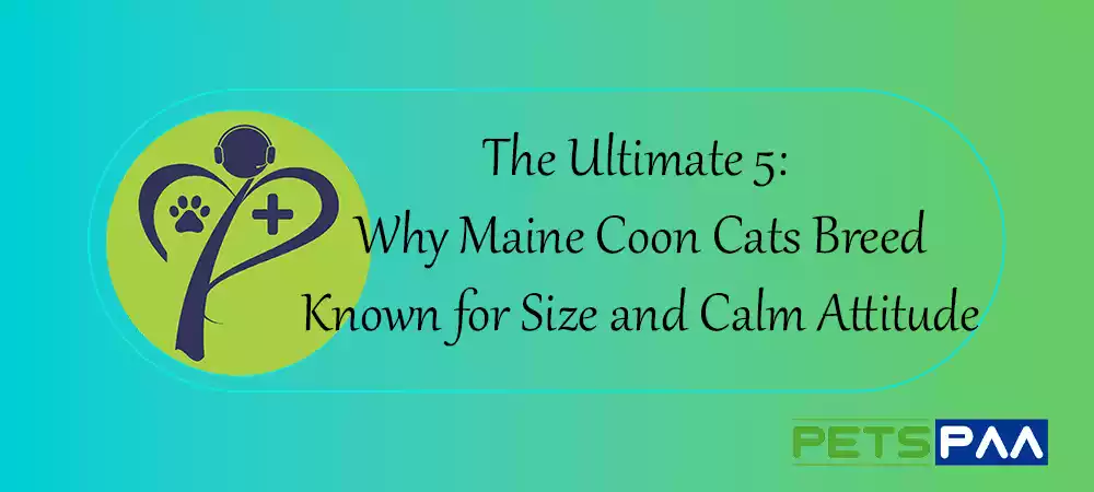 Maine Coon Cats breed are Known for Size and Calm Attitude