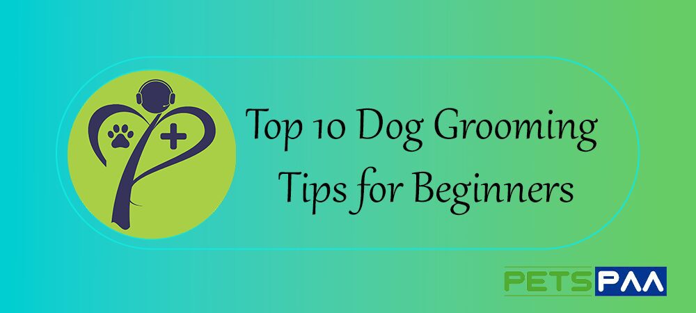 Top 10 Dog Grooming Tips for Beginners