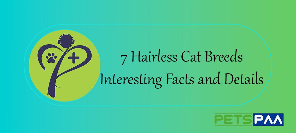 7 Hairless Cat Breeds: Interesting Facts and Details