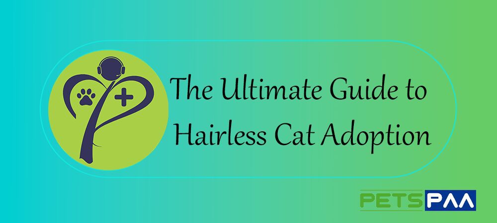 The Ultimate Guide to Hairless Cat Adoption