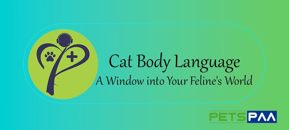 Cat Body Language A Window into Your Feline's World