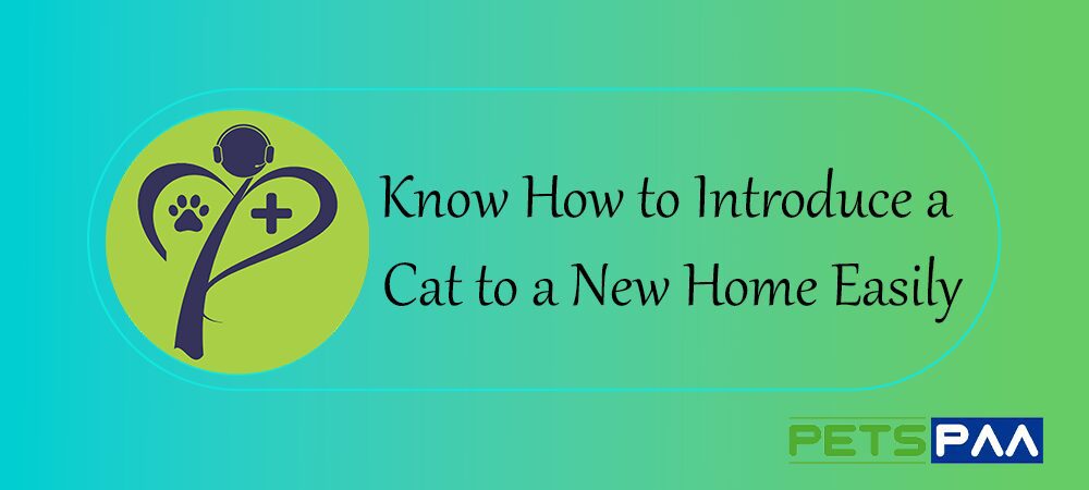 Know How to Introduce a Cat to a New Home Easily