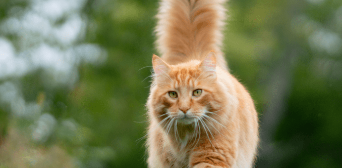 Photo of unneutered cat
