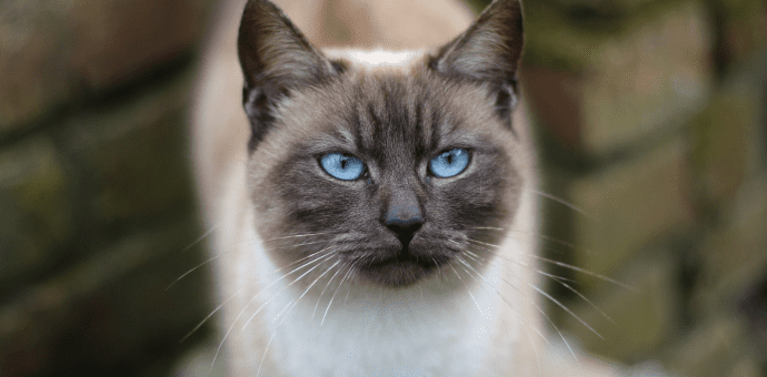 Photo of unneutered male cat