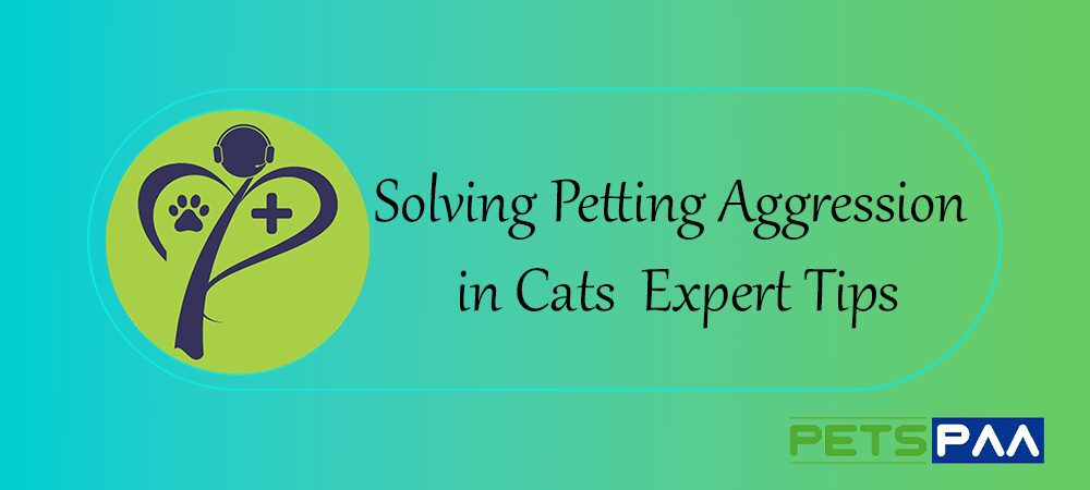 Solving Petting Aggression in Cats Expert Tips