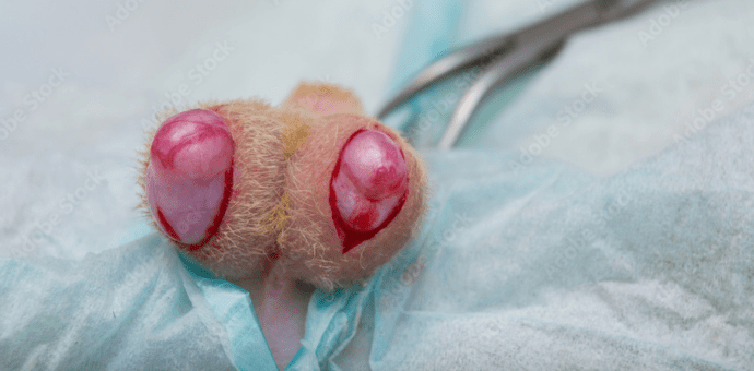 male cat neuter incision pictures 2