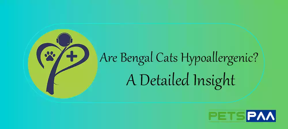 Are Bengal Cats Hypoallergenic- A Detailed Insight -PetsPaa