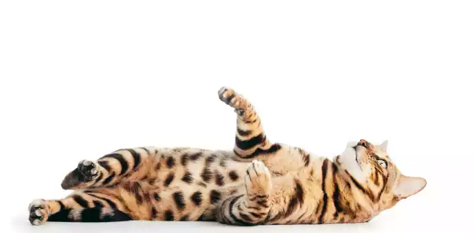 Are Bengal Cats Hypoallergenic PetsPaa