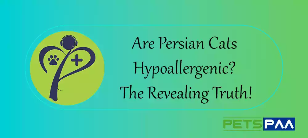 Are Persian Cats Hypoallergenic - PetsPaa