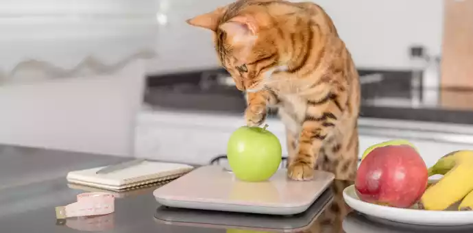 Can Cats Eat Applesauce - PetsPaa