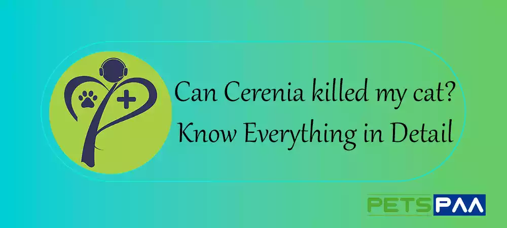 Can Cerenia killed my cat: Know Everything in Detail