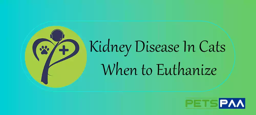 Kidney Disease In Cats When to Euthanize