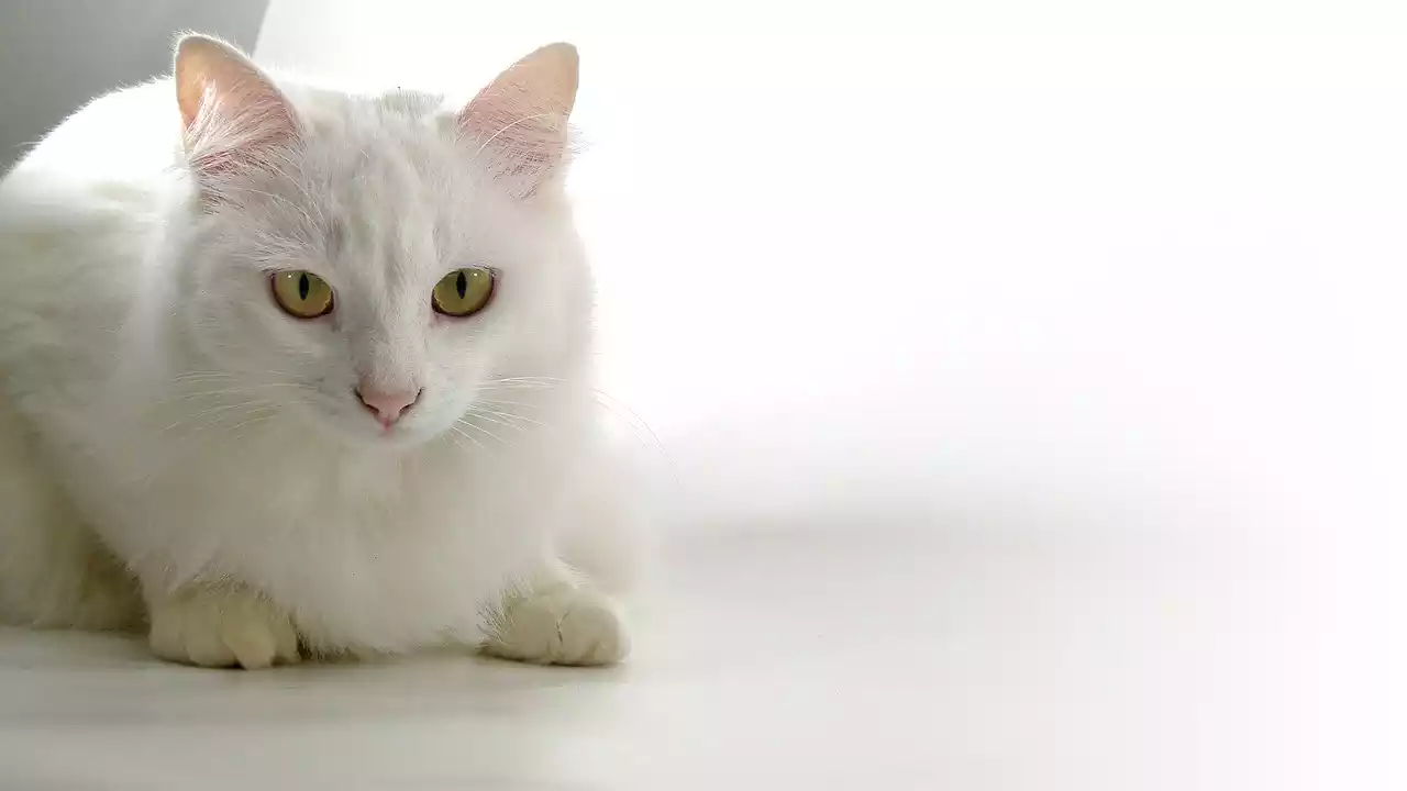 Persian Cat Breed - PetsPaa