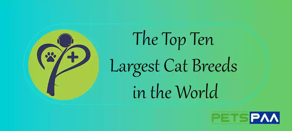 The Top Ten Largest Cat Breeds in the World