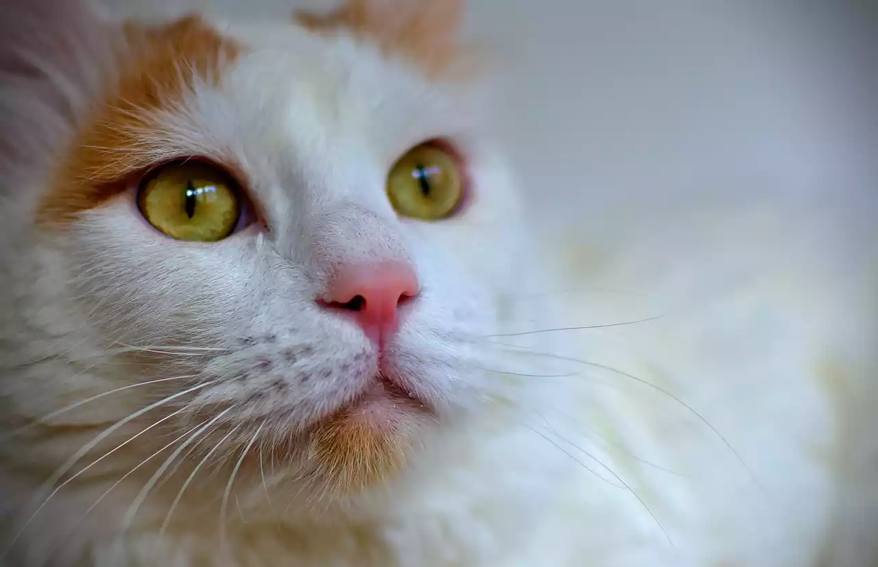 Turkish Van cat breed - PetsPaa