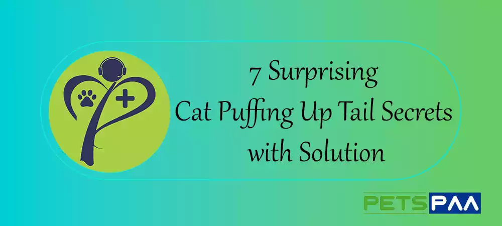 7 Surprising Cat Puffing Up Tail Secrets with Solution - PetsPaa
