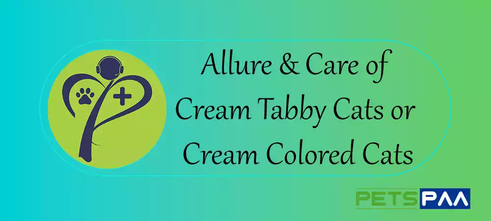 Allure & Care of Cream Tabby Cats or Cream Colored Cats