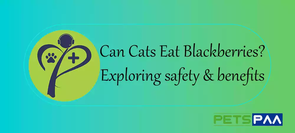 Can Cats Eat Blackberries-Exploring safety and benefits - PetsPaa