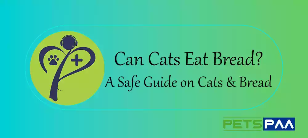 Can Cats Eat Bread- A Safe Guide on Cats and Bread by PetsPaa