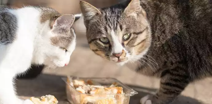 Can Cats Eat Bread Crust - PetsPaa