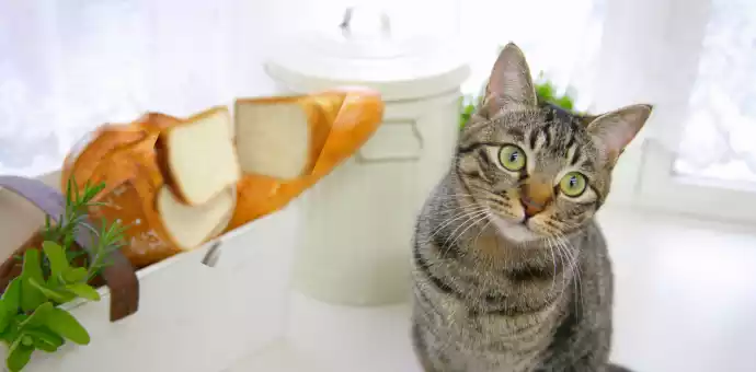 Can Cats Eat Bread and Butter - PetsPaa