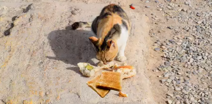 Can Cats Eat Brown Bread - PetsPaa