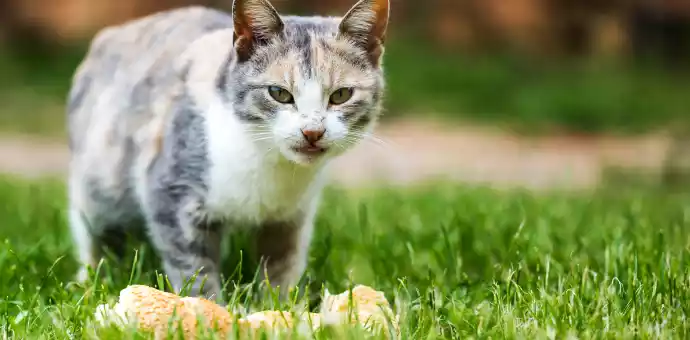 Can Cats Eat Cheese with Bread - PetsPaa