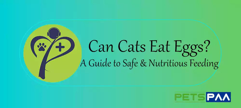 Can Cats Eat Eggs -A Guide to Safe & Nutritious Feeding - PetsPaa