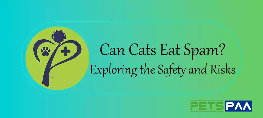 Can Cats Eat Spam -Exploring the Safety and Risks - PetsPaa