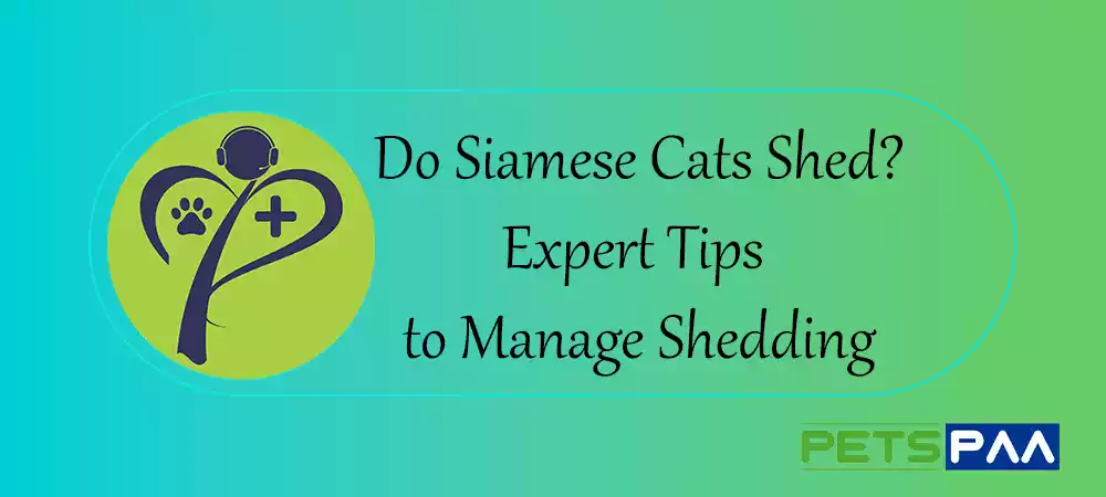 Do Siamese Cats Shed - Expert Tips to Manage Shedding - PetsPaa