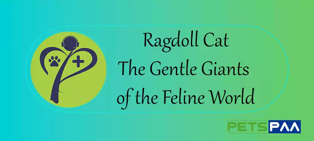 Ragdoll Cat - The Gentle Giants of the Feline World