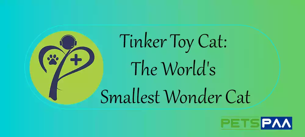 Tinker Toy Cat- The World's Smallest Wonder Cat - PetsPaa