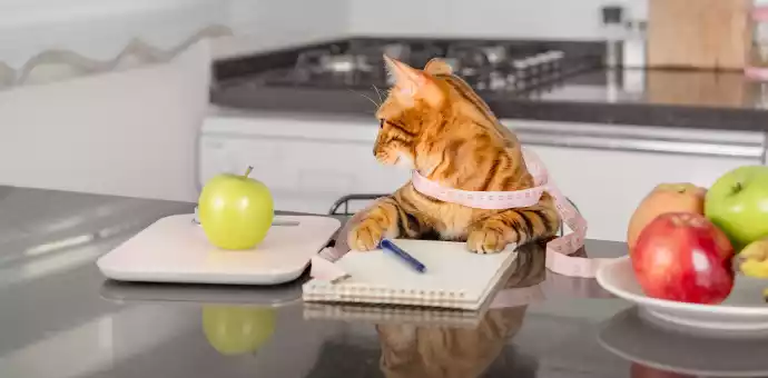 can cats eat apples - PetsPaa