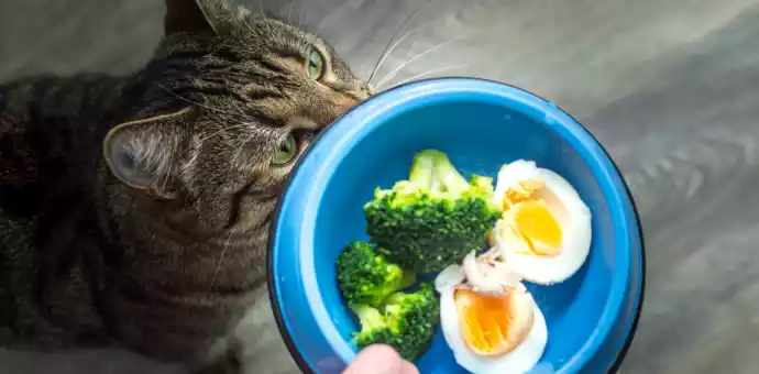 can cats eat eggs cooked - PetsPaa