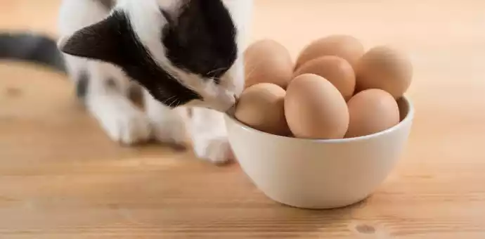 can cats eat fried eggs - PetsPaa