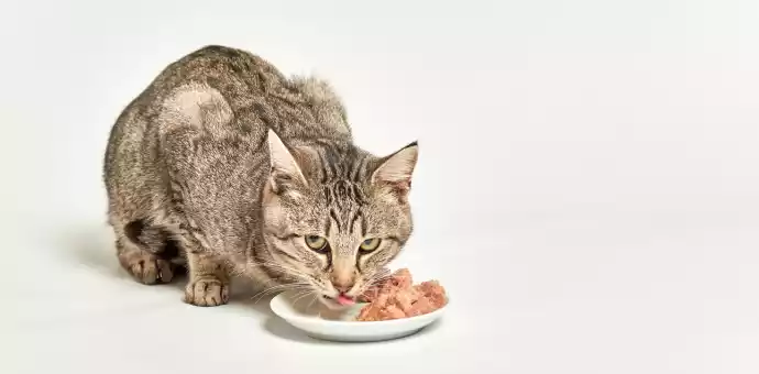 can cats eat spam? - PetsPaa (2)