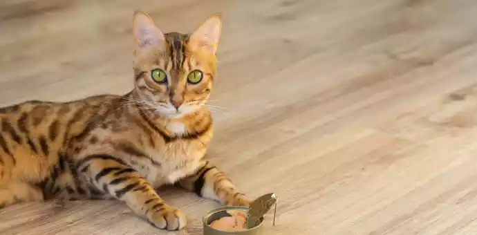 can cats eat spam musubi - PetsPaa