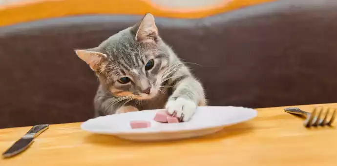 can cats eat spam reddit - PetsPaa