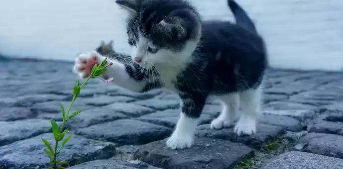 can cats eat strawberries - PetsPaa