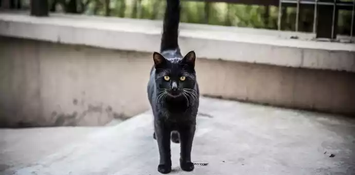 cat with puffed up tail - PetsPaa