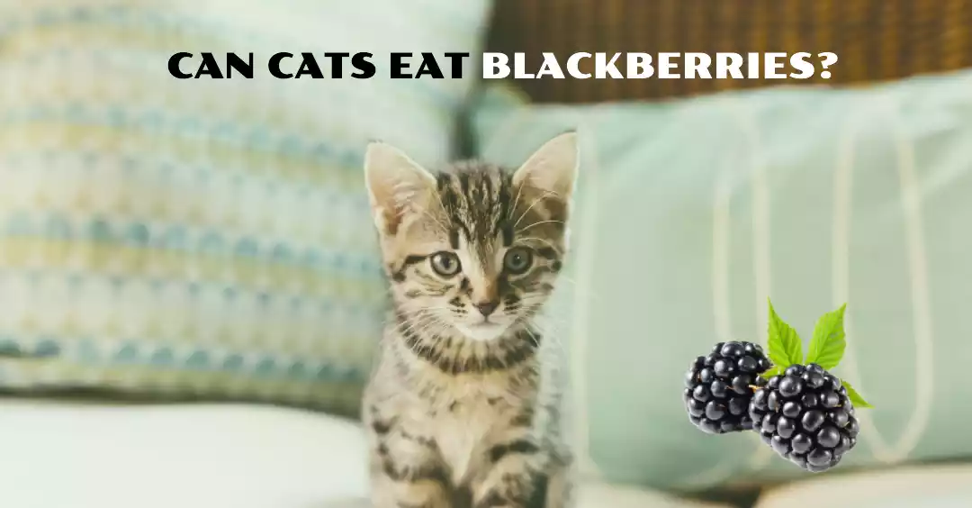 cats eating blackberries