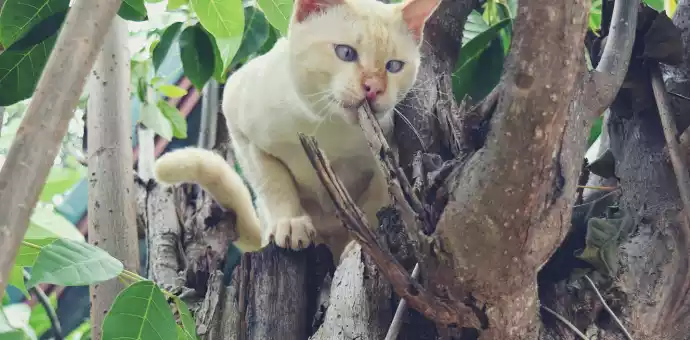 cream colored cat breeds - PetsPaa