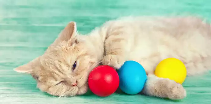 cream colored cats - PetsPaa