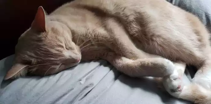 cream tabby cat personality - PetsPaa