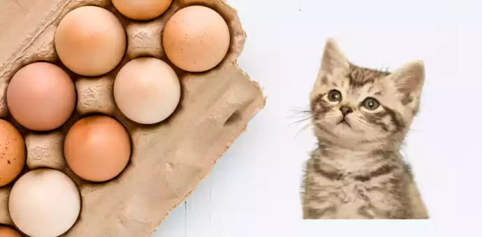 do cats like eggs - PetsPaa