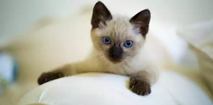 do siamese cats shed a lot - PetsPaa